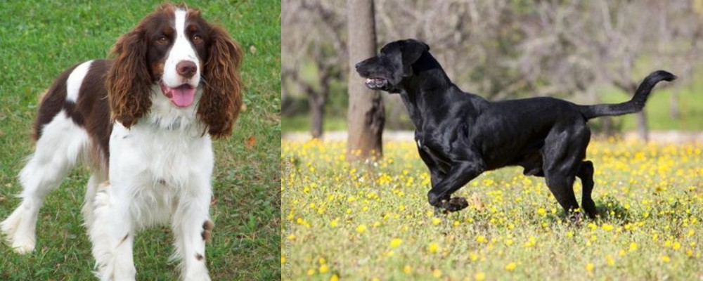 Perro de Pastor Mallorquin vs English Springer Spaniel - Breed Comparison