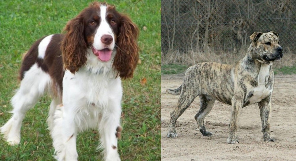 Perro de Presa Mallorquin vs English Springer Spaniel - Breed Comparison