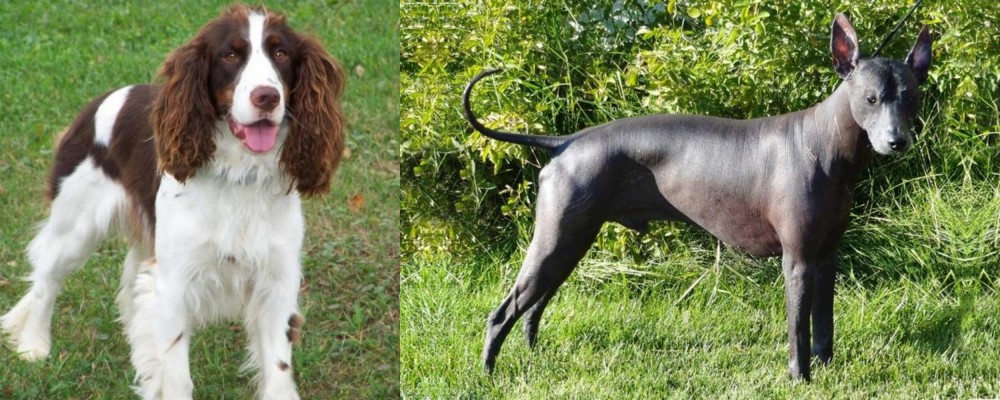 Peruvian Hairless vs English Springer Spaniel - Breed Comparison