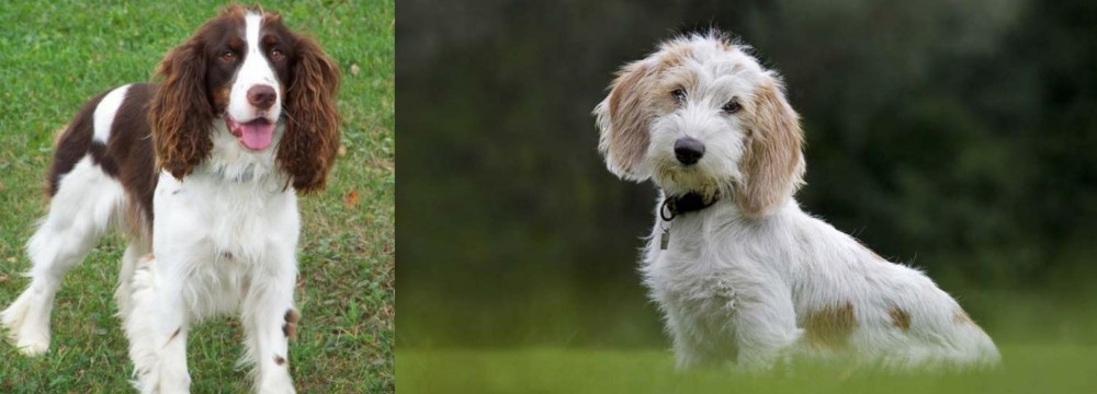 Petit Basset Griffon Vendeen vs English Springer Spaniel - Breed Comparison