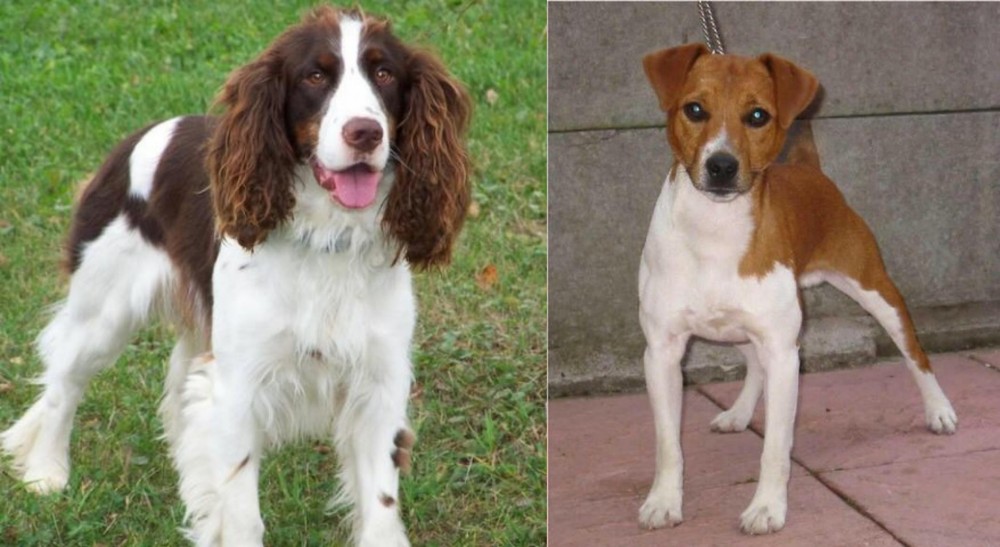 Plummer Terrier vs English Springer Spaniel - Breed Comparison