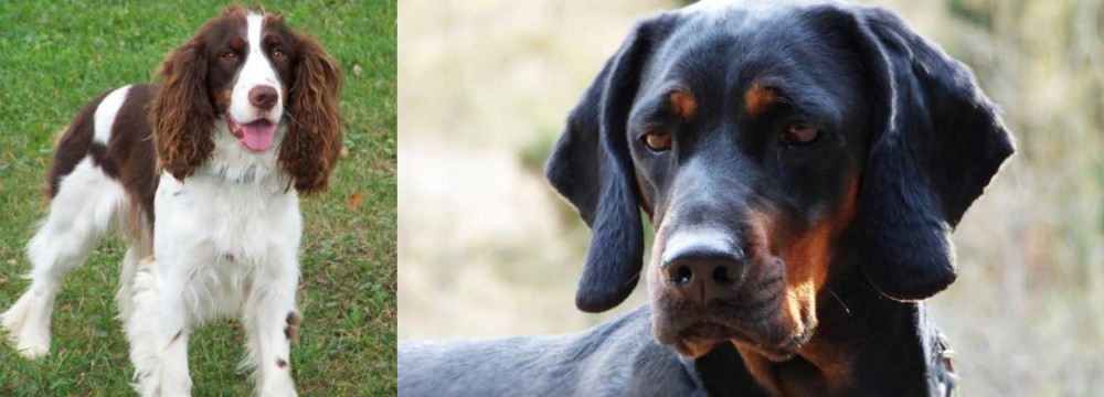 Polish Hunting Dog vs English Springer Spaniel - Breed Comparison