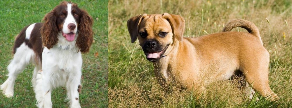 Puggle vs English Springer Spaniel - Breed Comparison