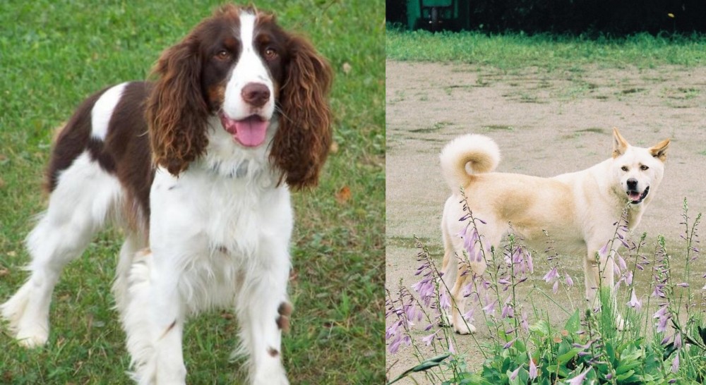 Pungsan Dog vs English Springer Spaniel - Breed Comparison