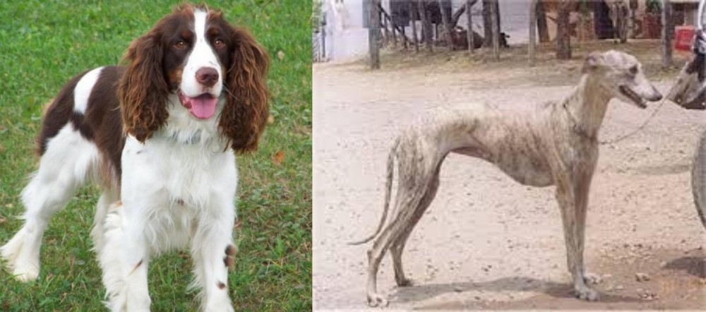 Rampur Greyhound vs English Springer Spaniel - Breed Comparison