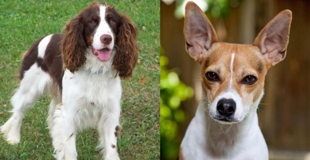 Rat Terrier vs English Springer Spaniel - Breed Comparison