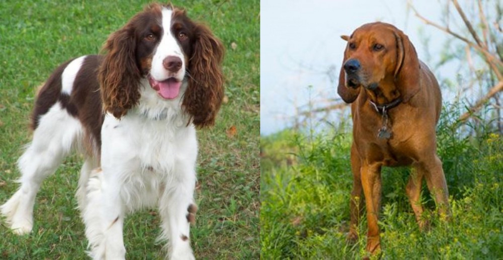 Redbone Coonhound vs English Springer Spaniel - Breed Comparison