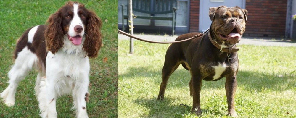 Renascence Bulldogge vs English Springer Spaniel - Breed Comparison