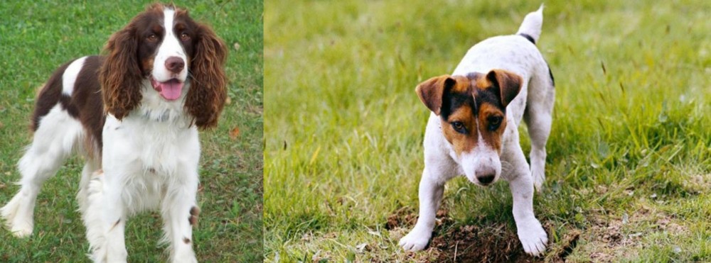 Russell Terrier vs English Springer Spaniel - Breed Comparison