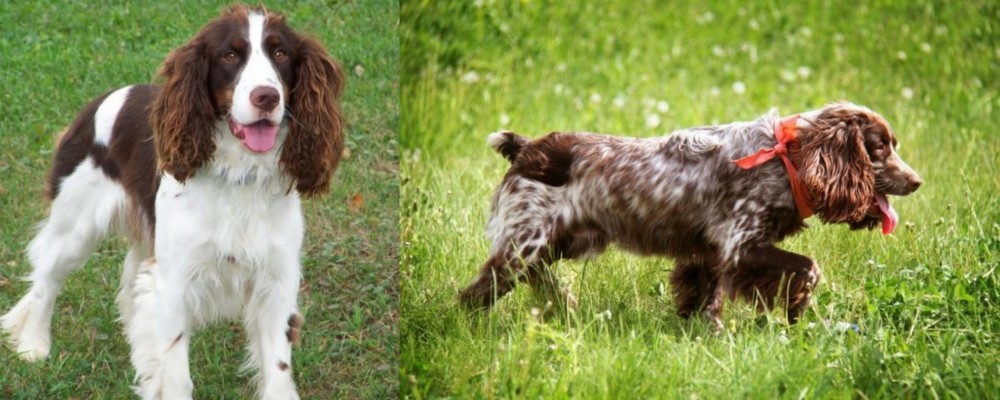 Russian Spaniel vs English Springer Spaniel - Breed Comparison