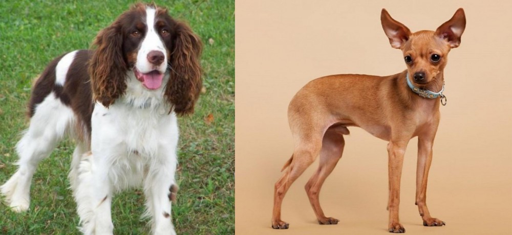 Russian Toy Terrier vs English Springer Spaniel - Breed Comparison