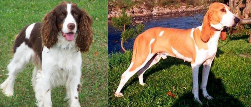 Schweizer Laufhund vs English Springer Spaniel - Breed Comparison