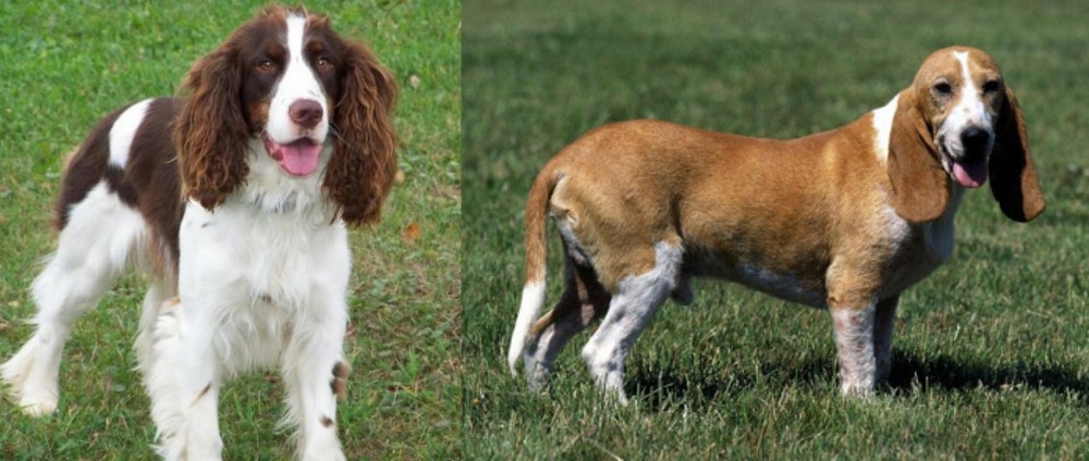 Schweizer Niederlaufhund vs English Springer Spaniel - Breed Comparison