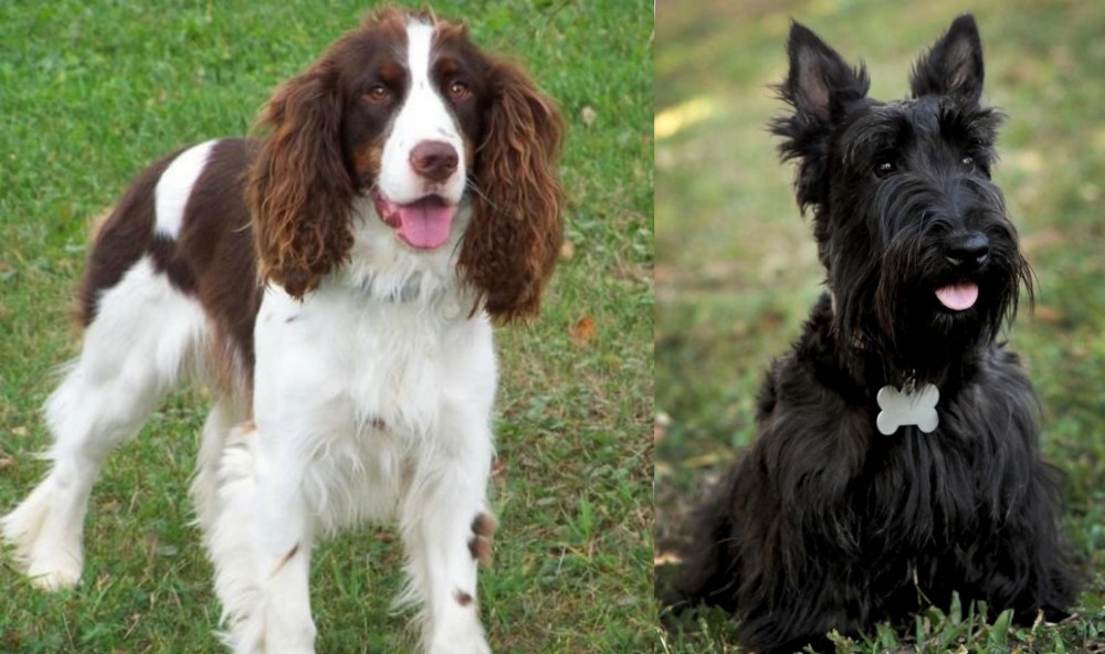 Scoland Terrier vs English Springer Spaniel - Breed Comparison