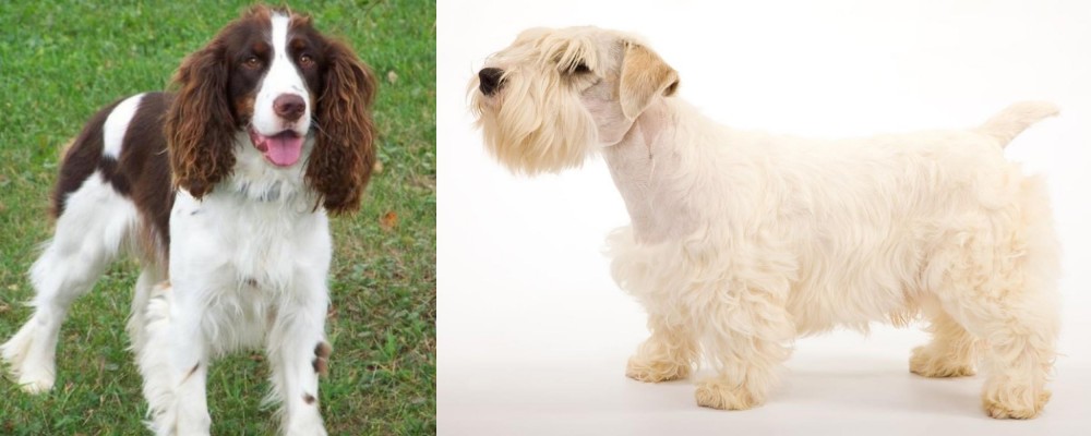 Sealyham Terrier vs English Springer Spaniel - Breed Comparison
