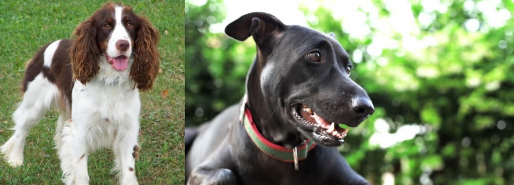 Shepard Labrador vs English Springer Spaniel - Breed Comparison