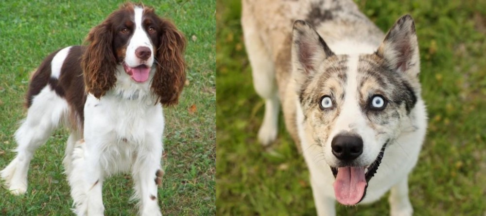Shepherd Husky vs English Springer Spaniel - Breed Comparison
