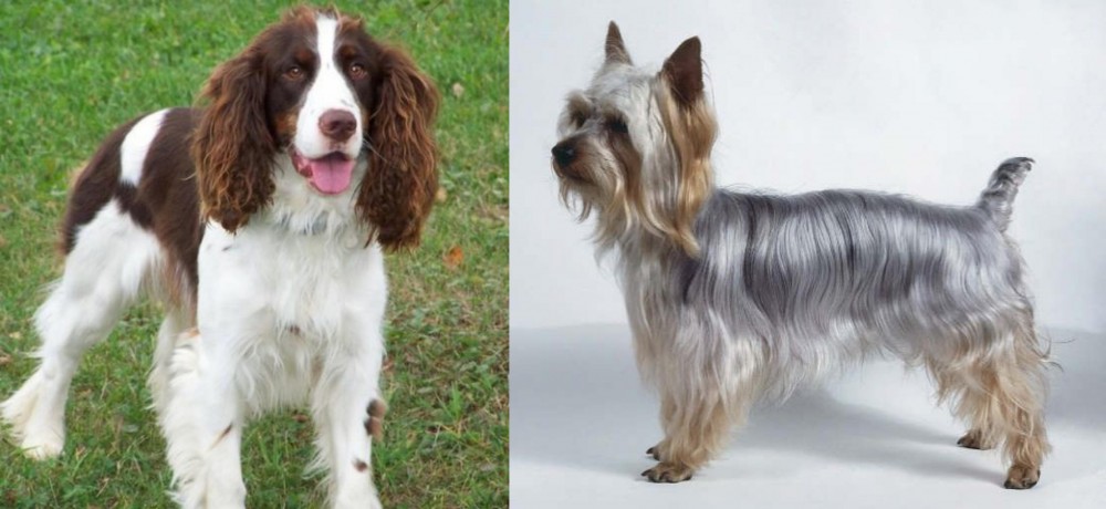 Silky Terrier vs English Springer Spaniel - Breed Comparison