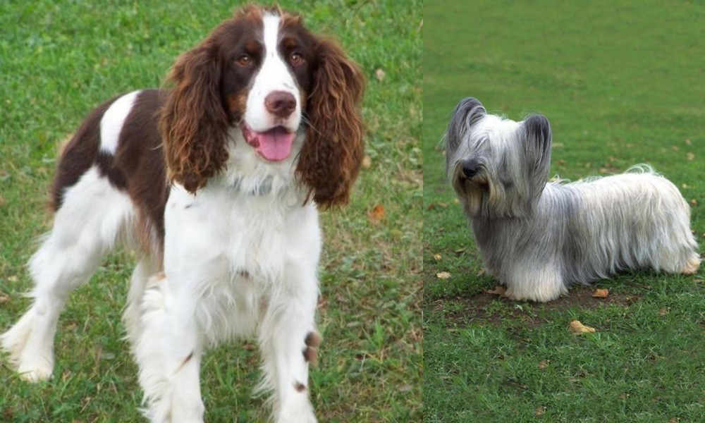 Skye Terrier vs English Springer Spaniel - Breed Comparison