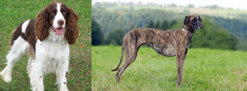 Sloughi vs English Springer Spaniel - Breed Comparison