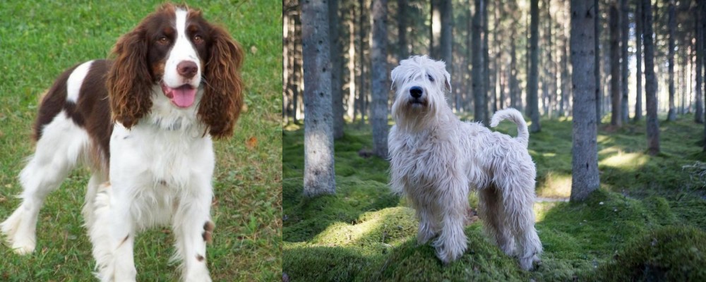 Soft-Coated Wheaten Terrier vs English Springer Spaniel - Breed Comparison