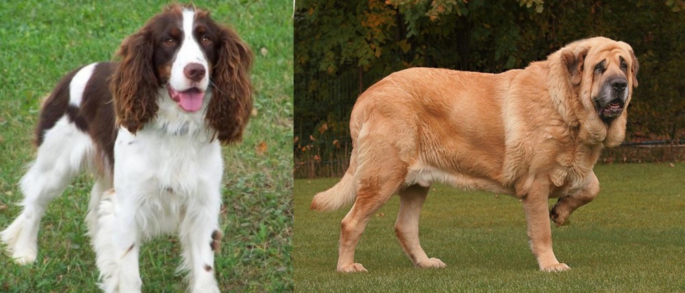 Spanish Mastiff vs English Springer Spaniel - Breed Comparison