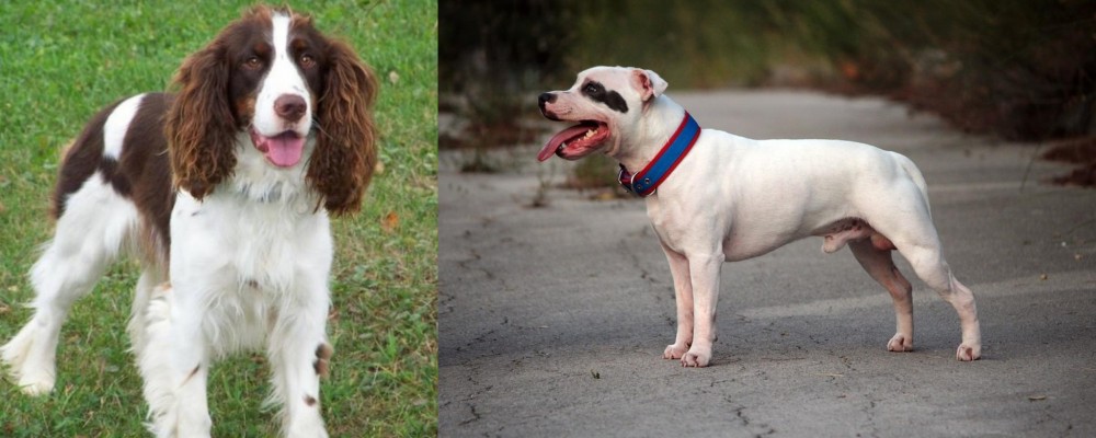 Staffordshire Bull Terrier vs English Springer Spaniel - Breed Comparison