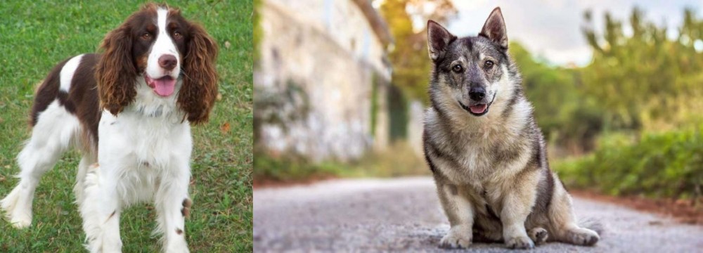 Swedish Vallhund vs English Springer Spaniel - Breed Comparison