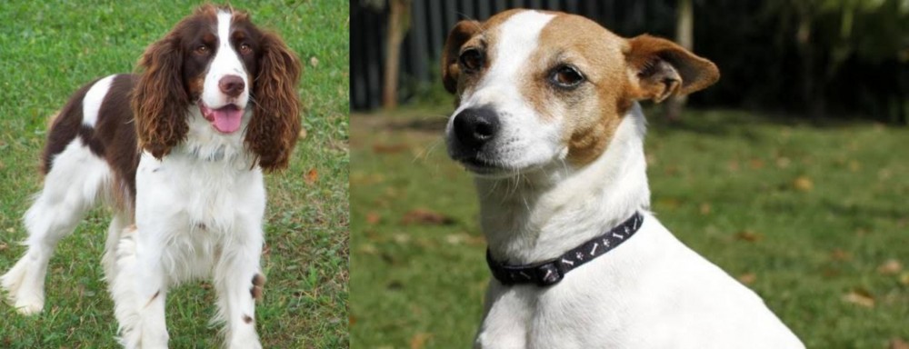 Tenterfield Terrier vs English Springer Spaniel - Breed Comparison
