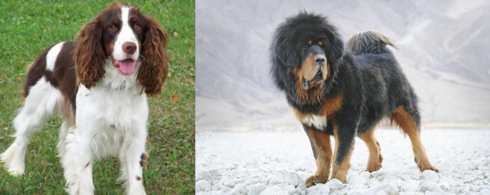 Tibetan Mastiff vs English Springer Spaniel - Breed Comparison