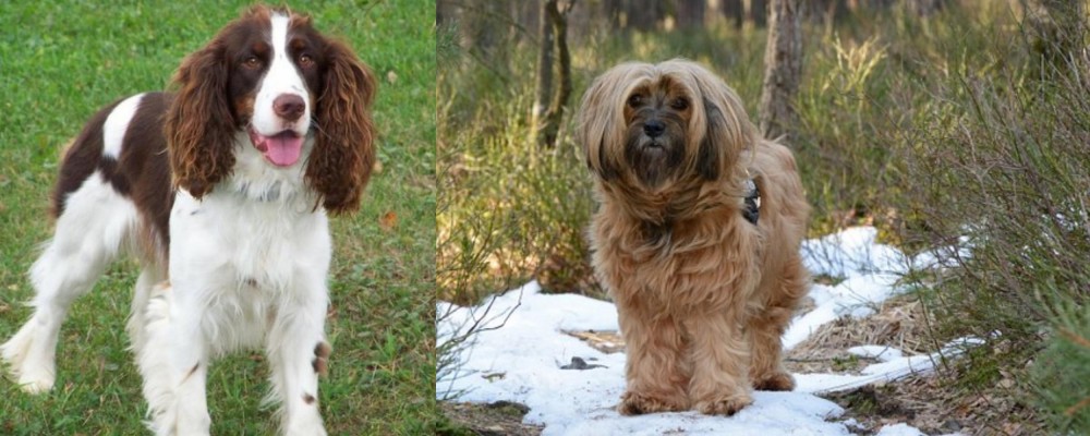 Tibetan Terrier vs English Springer Spaniel - Breed Comparison