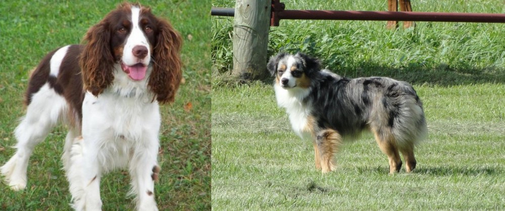 Toy Australian Shepherd vs English Springer Spaniel - Breed Comparison
