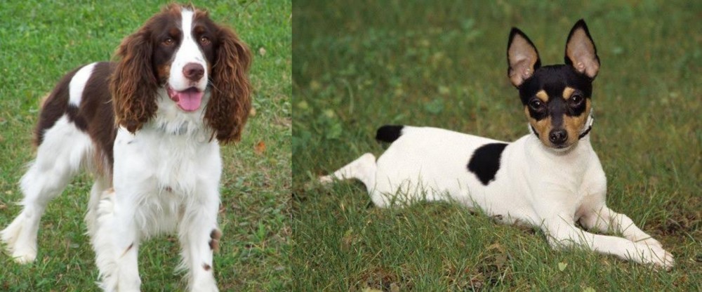 Toy Fox Terrier vs English Springer Spaniel - Breed Comparison