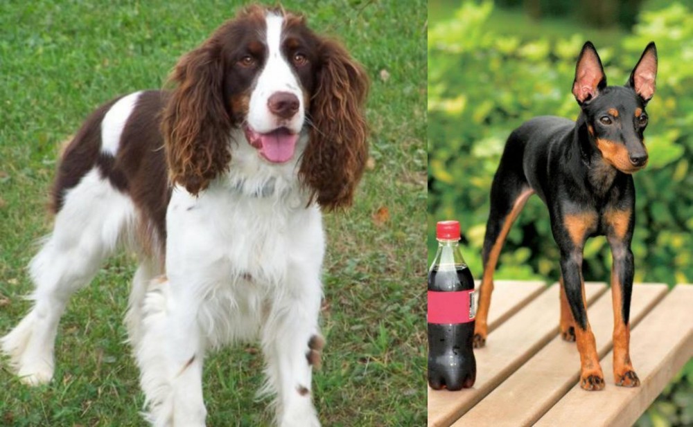 Toy Manchester Terrier vs English Springer Spaniel - Breed Comparison