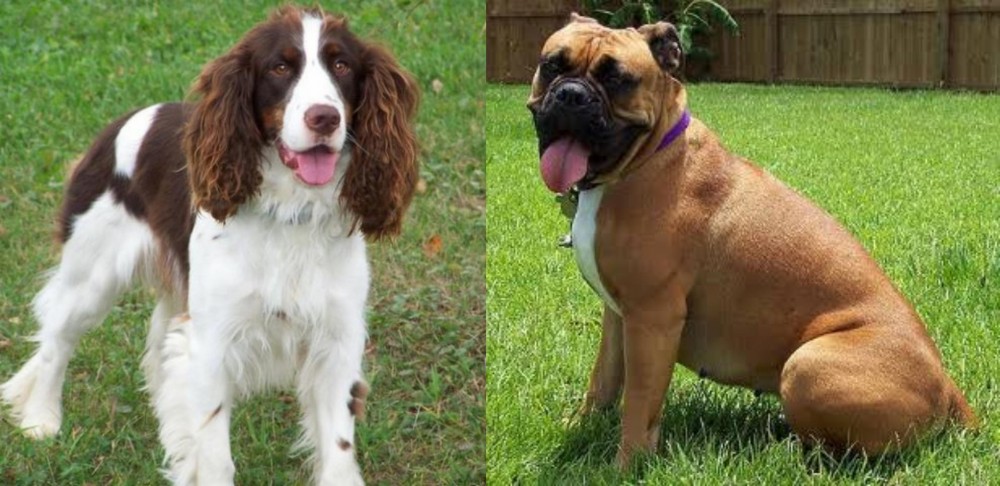 Valley Bulldog vs English Springer Spaniel - Breed Comparison