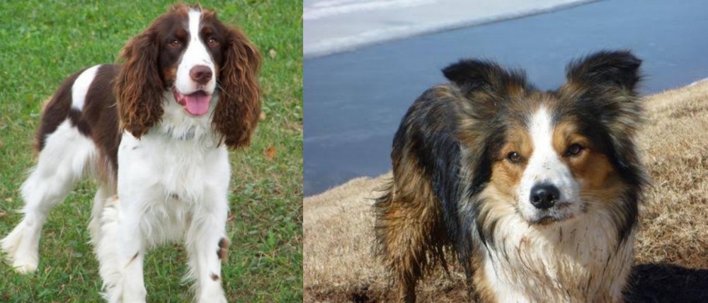 Welsh Sheepdog vs English Springer Spaniel - Breed Comparison