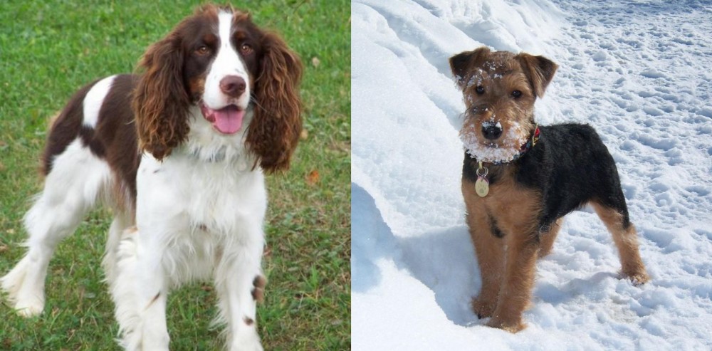 Welsh Terrier vs English Springer Spaniel - Breed Comparison