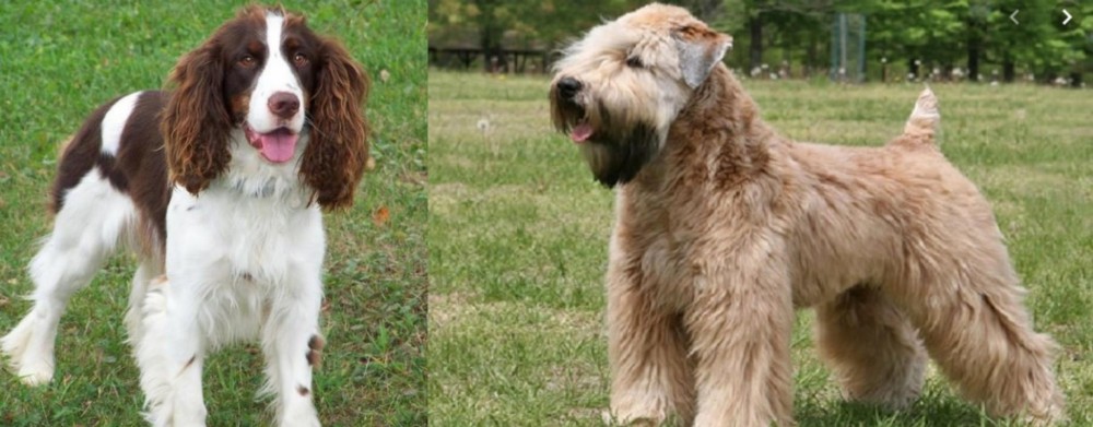 Wheaten Terrier vs English Springer Spaniel - Breed Comparison