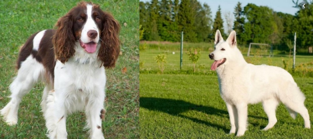 White Shepherd vs English Springer Spaniel - Breed Comparison