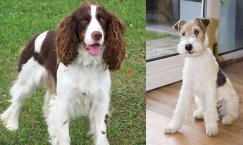 Wire Fox Terrier vs English Springer Spaniel - Breed Comparison