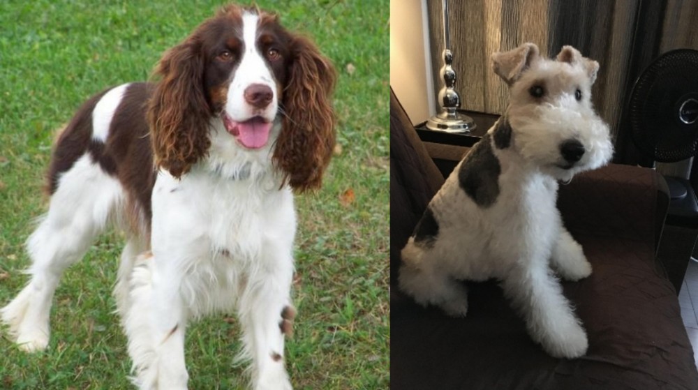 Wire Haired Fox Terrier vs English Springer Spaniel - Breed Comparison
