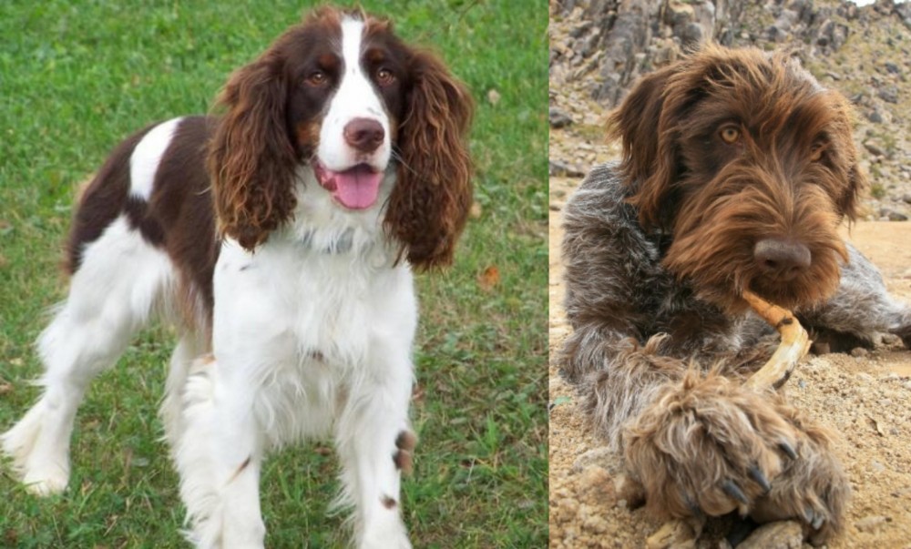 Wirehaired Pointing Griffon vs English Springer Spaniel - Breed Comparison