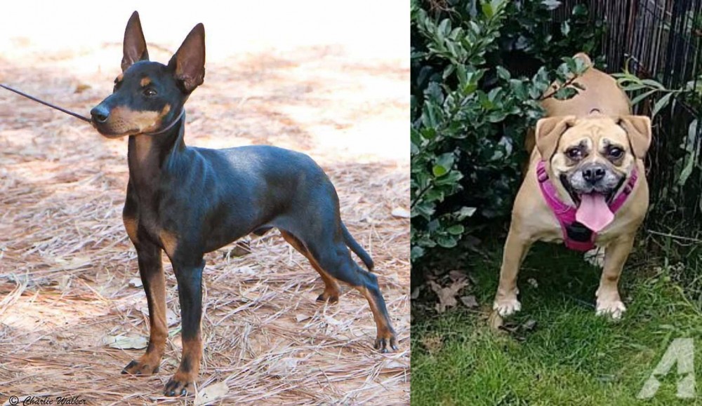 Beabull vs English Toy Terrier (Black & Tan) - Breed Comparison