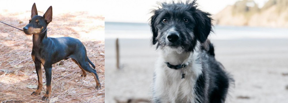 Bordoodle vs English Toy Terrier (Black & Tan) - Breed Comparison