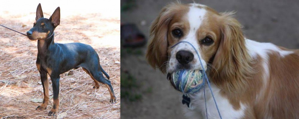 Cockalier vs English Toy Terrier (Black & Tan) - Breed Comparison