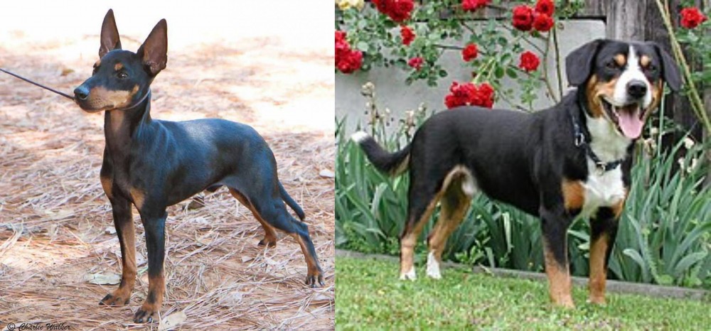 Entlebucher Mountain Dog vs English Toy Terrier (Black & Tan) - Breed Comparison