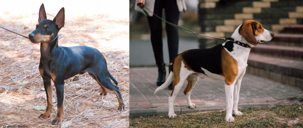 Estonian Hound vs English Toy Terrier (Black & Tan) - Breed Comparison