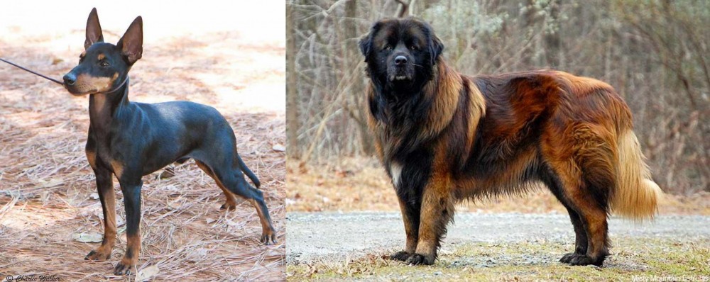 Estrela Mountain Dog vs English Toy Terrier (Black & Tan) - Breed Comparison