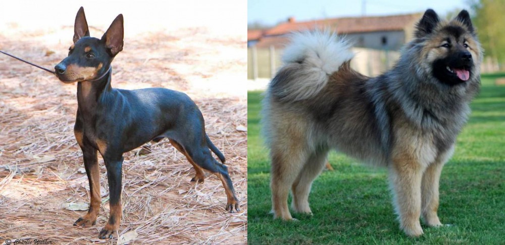 Eurasier vs English Toy Terrier (Black & Tan) - Breed Comparison
