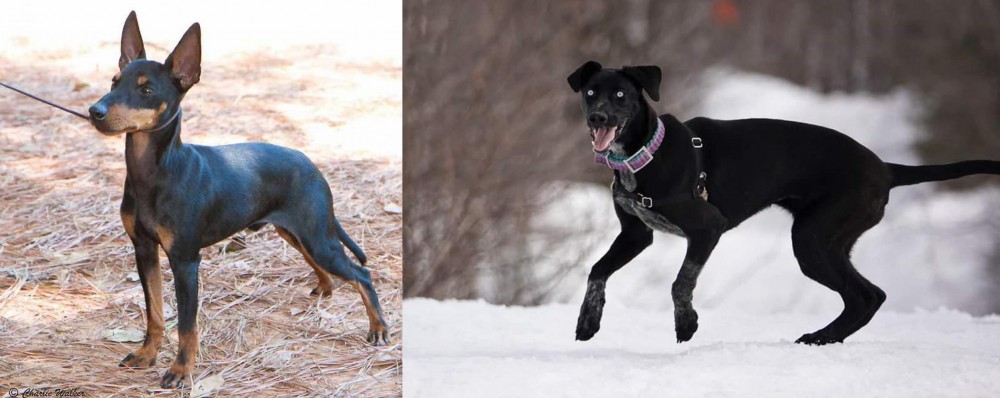 Eurohound vs English Toy Terrier (Black & Tan) - Breed Comparison